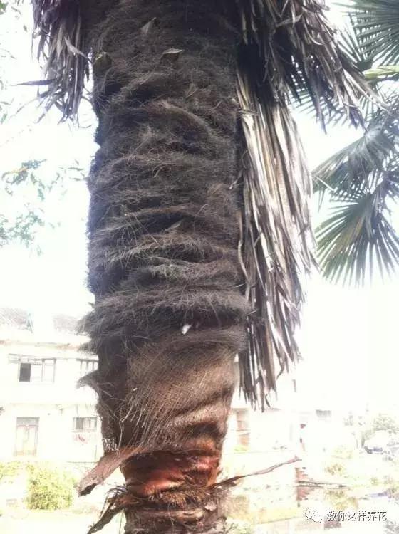 塑料瓶加点树皮，垒起来养成了绿萝树，发疯猛长叶宽20厘米！