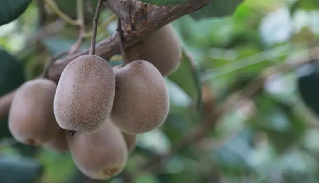 成都邛崃藏在深山中的世外桃源,成都邛崃最值得去的地方