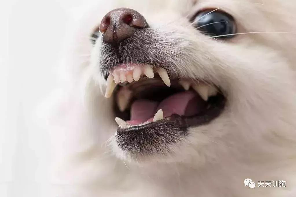 狗感冒了怎么办视频讲解,狗为什么不感冒