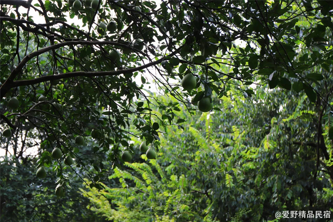 杭州3天2夜｜西子湖畔，脚步丈量这座底蕴深厚的城-爱野精品民宿