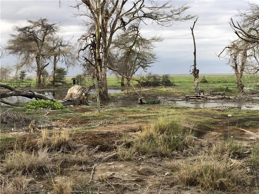 肯尼亚│我没有错过非洲，错过动物大迁徙