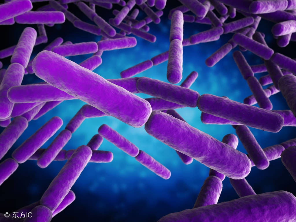 预防细菌性痢疾，守护肠道健康