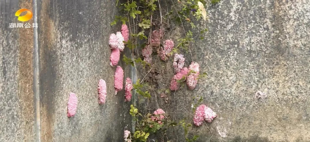 恶心虫子事件,长沙很毒的虫子