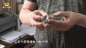 恶心虫子事件,长沙很毒的虫子