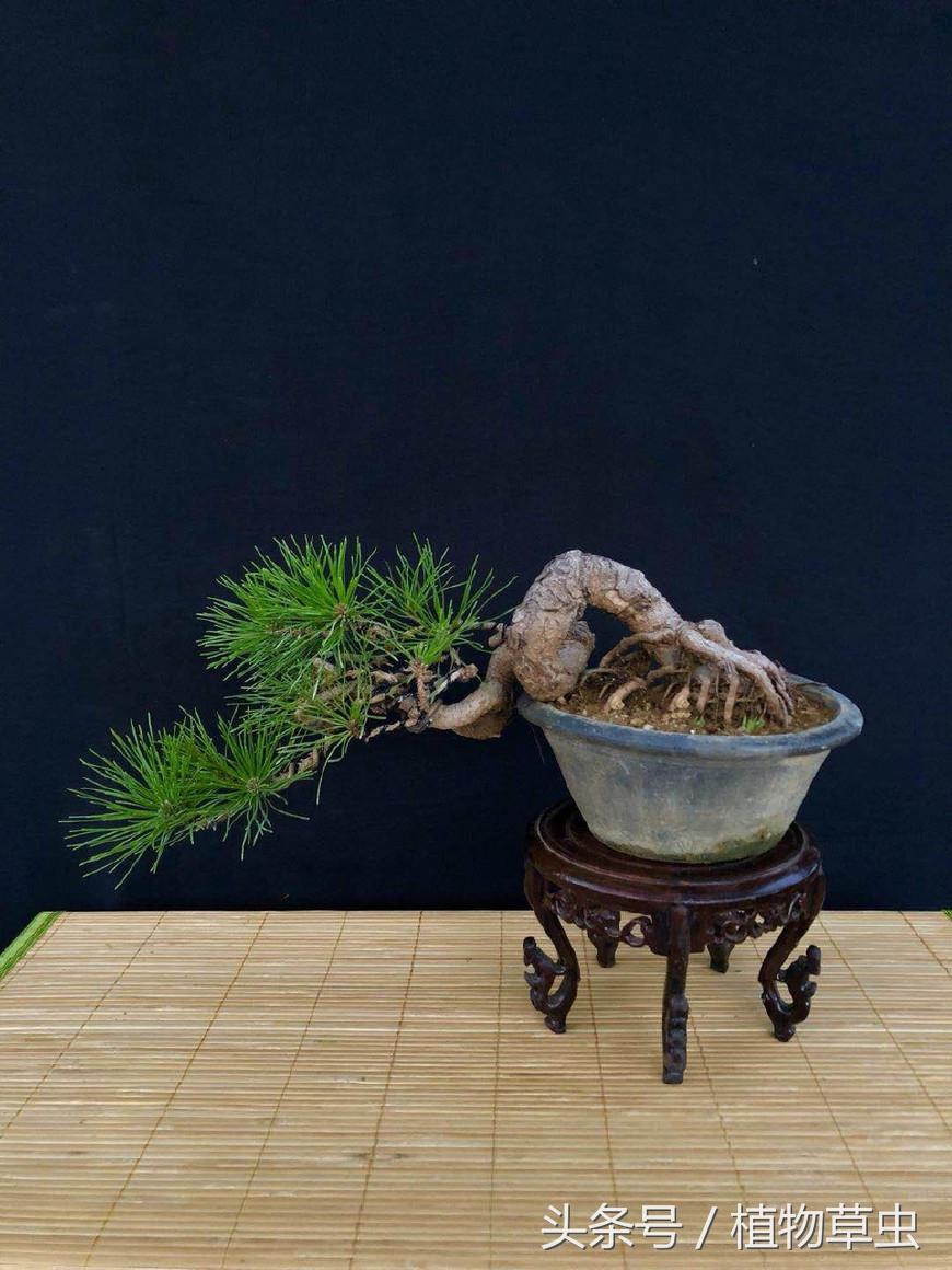 临水黑松精品盆景欣赏,临水黑松盆景用什么盆