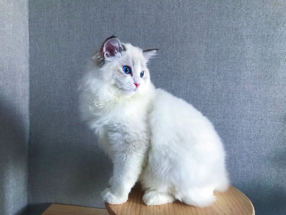 布偶猫最容易得的几个病,布偶猫常见的病症