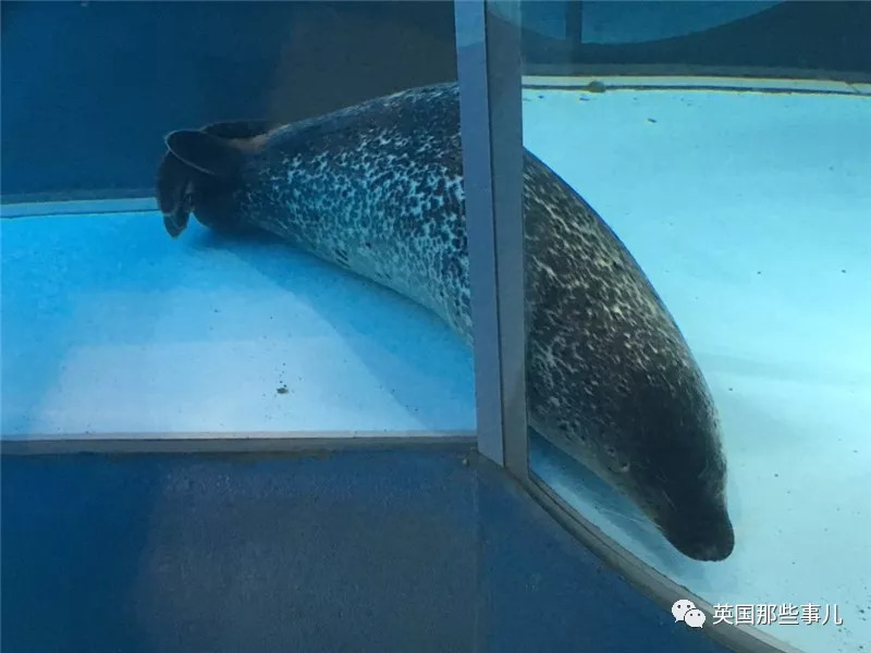 没有干劲的废柴海豹,只要心中有床,在哪里都可以豹睡个爽啊……