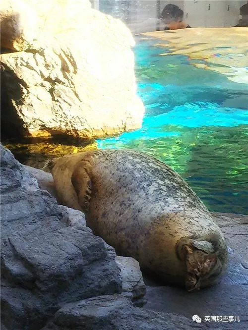 没有干劲的废柴海豹，只要心中有床，在哪里都可以豹睡个爽啊……