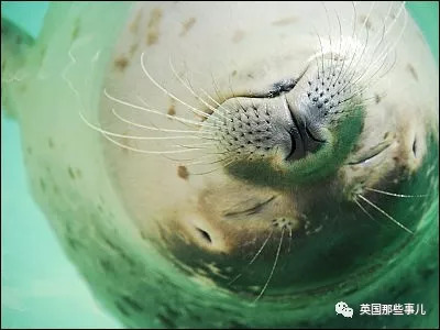 没有干劲的废柴海豹，只要心中有床，在哪里都可以豹睡个爽啊……