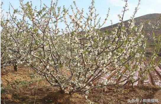 大樱桃常见的三种病虫害主要特征,大樱桃病虫害全年防治方法有哪些