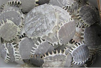 鳖甲胶与龟甲胶一样作用吗,龟甲胶真的有功效吗