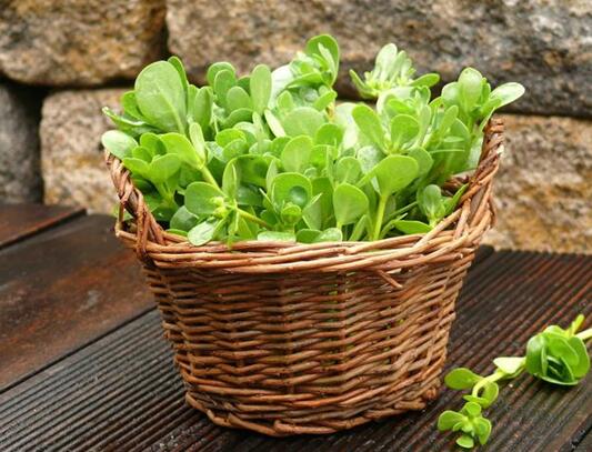 入秋后咳嗽有痰吃什么好,秋冬季节润肺止咳