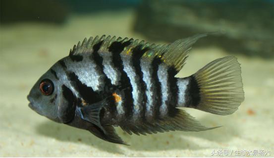 怎样让灯鱼群游,怎么让家里的灯智能