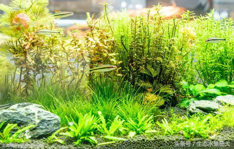 怎样让灯鱼群游,怎么让家里的灯智能