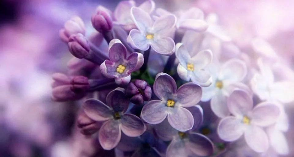 盘点家里忌养的植物,不适合在卧室养的植物