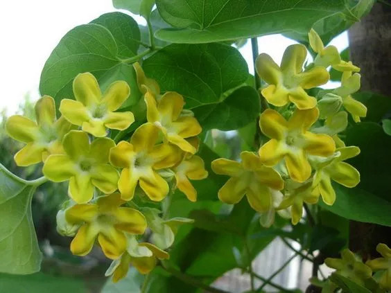 盘点家里忌养的植物,不适合在卧室养的植物