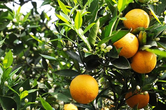 忠县柑橘产业园,半城山水满城橘视频