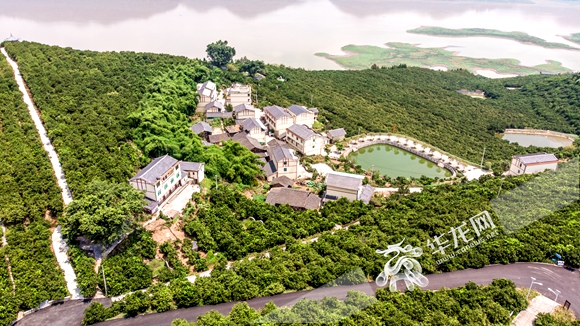 忠县柑橘产业园,半城山水满城橘视频