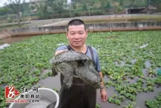 大型养殖基地养殖生态甲鱼,3000万斤的甲鱼养殖场