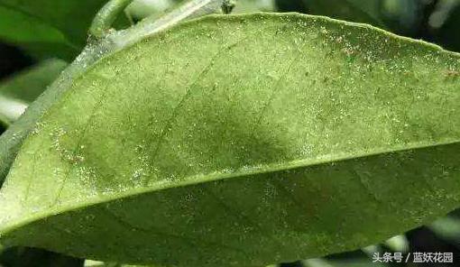 小妙招杀虫药,杀虫剂一招搞定