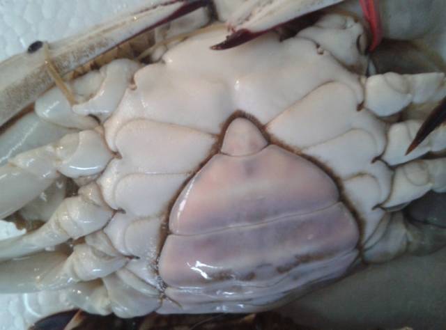 烟台螃蟹怎么选,烟台挑选螃蟹有绝招