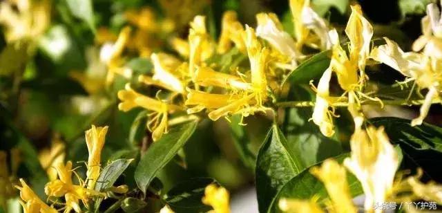 中药900味图解,一副中药30多味药是大方子吗