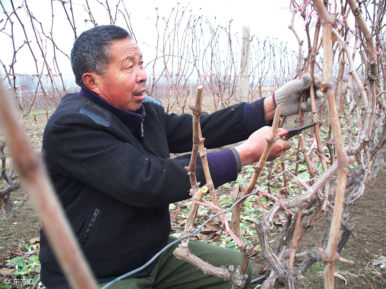 果树修剪常用手法和作用是什么,果树修剪常用技术有哪些