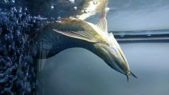 鱼跳缸是什么原因,鱼儿跳起来是什么原因