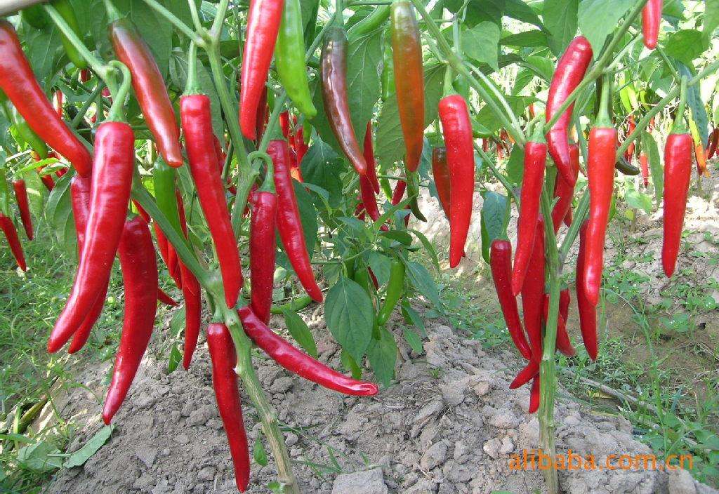 辣椒炭疽病的发病原因及防治措施