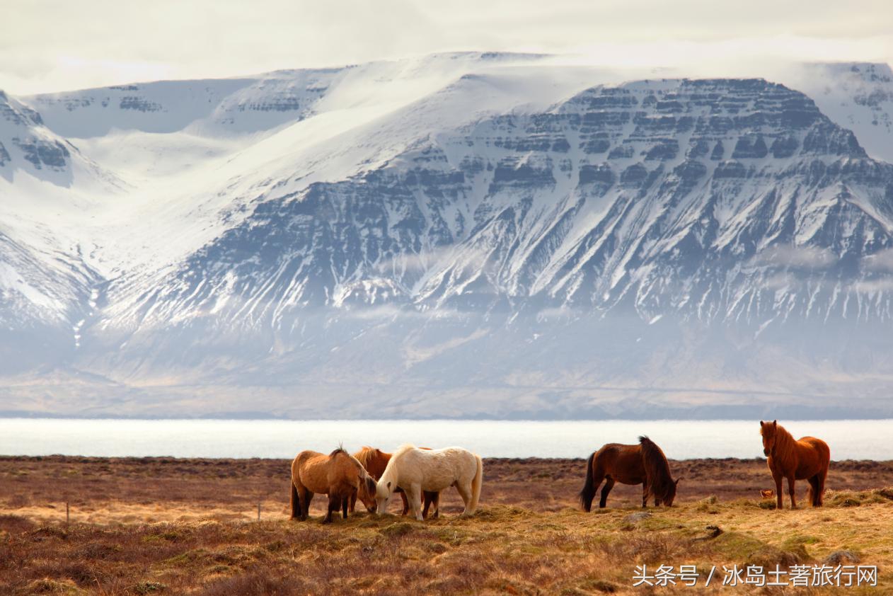 冰岛足球几次最大失利,今天冰岛足球