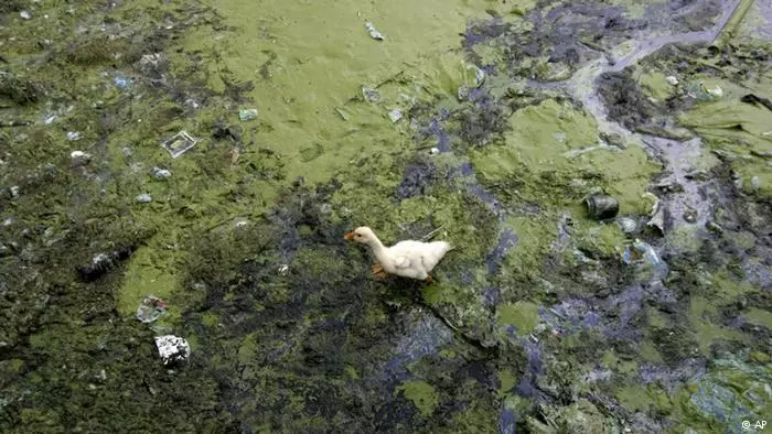 草产业在乡村振兴中有何机遇,乡村振兴创业机会