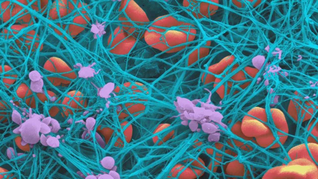 明明是科普纪录片，主持人却用自己的血做起了“暗黑美食”