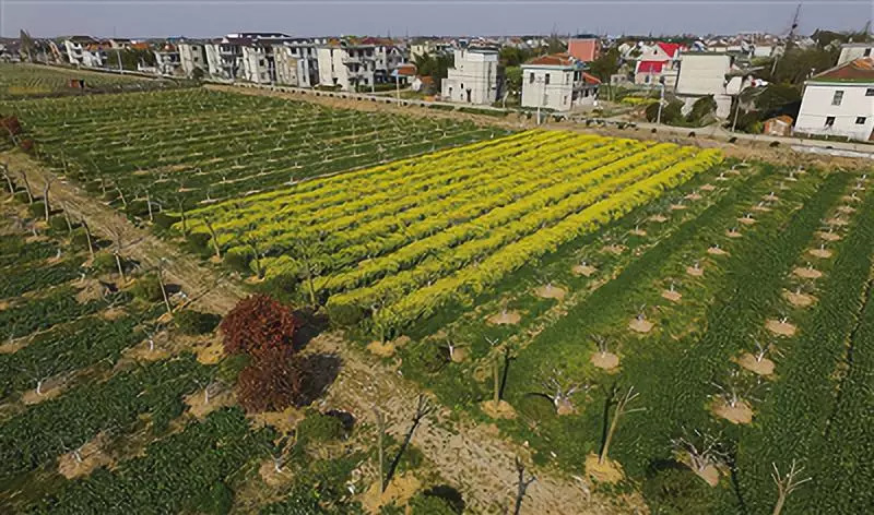 崇明旅游小镇,印象崇明岛