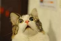 平遥娶老婆价目表,平遥娶老婆有什么讲究