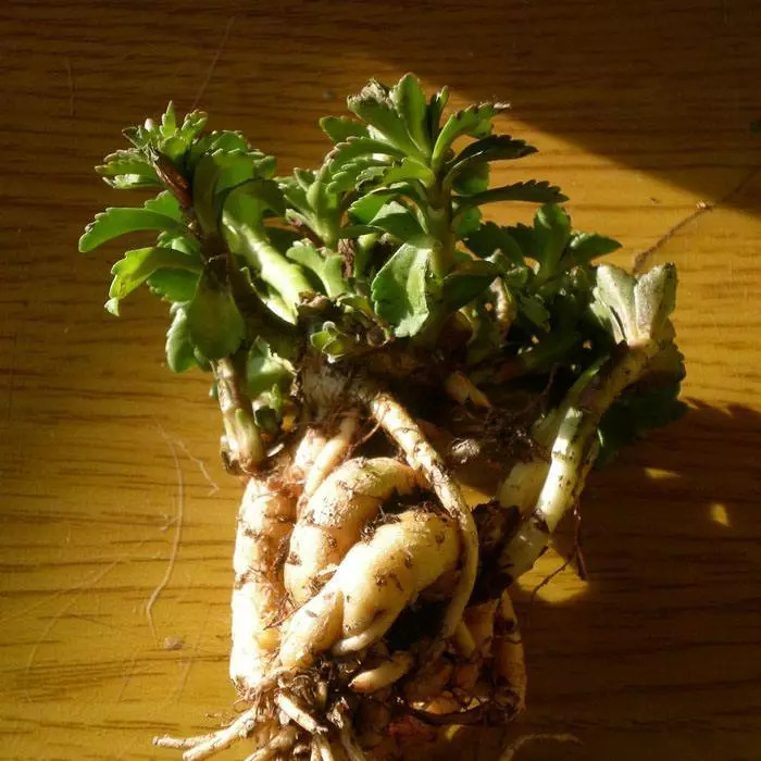 百草园食补养生,百草园二十种草药