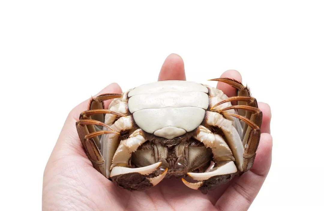 阳澄湖大闸蟹怎样辨真伪,阳澄湖大闸蟹官网辨别真假方法