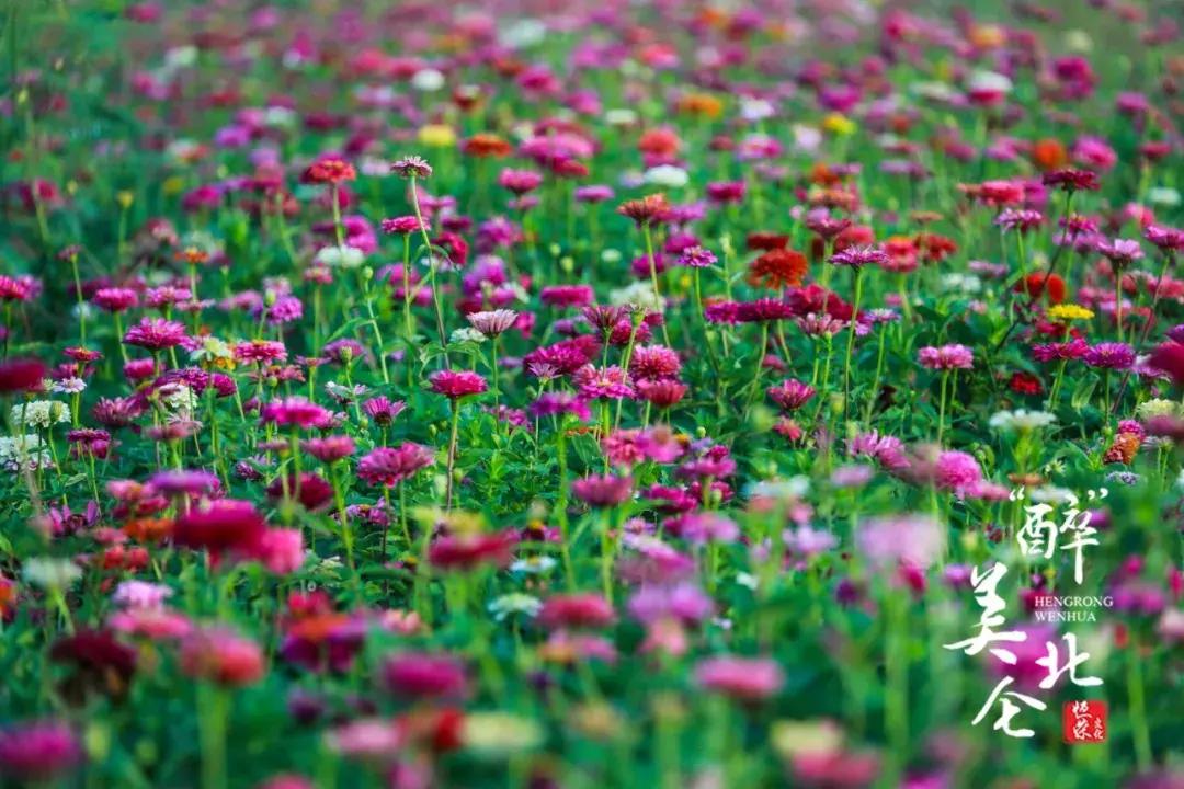 宁波花海网红打卡地,宁波镇海十七房花海