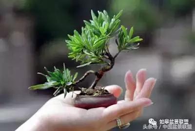 微型盆景拇指盆批发,微型盆景小摆件厂家批发