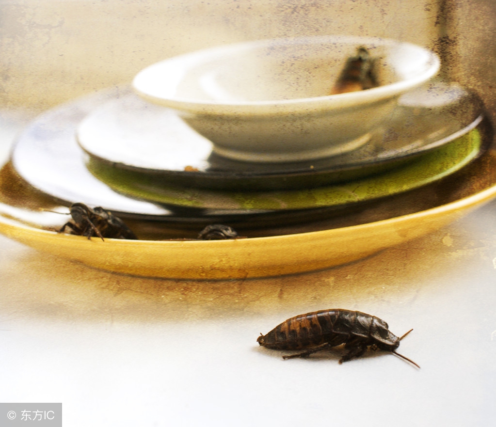 家里蟑螂杀不完这有100种方法,家里蟑螂成灾教你四步灭蟑螂