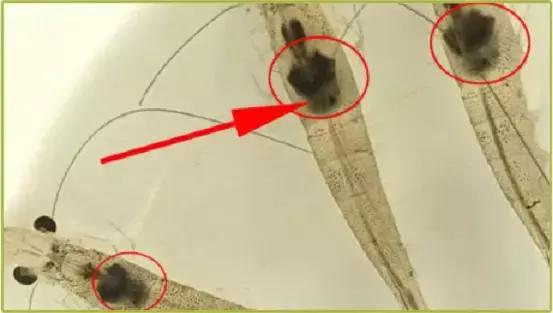 增强肠道免疫力的营养品,提高水产免疫力的产品