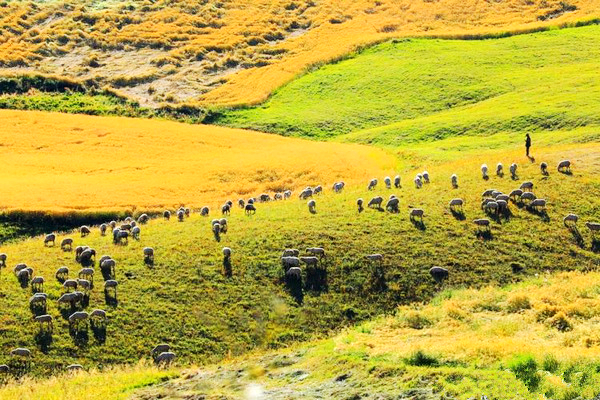 江布拉克的美景描述,风吹麦浪风景视频