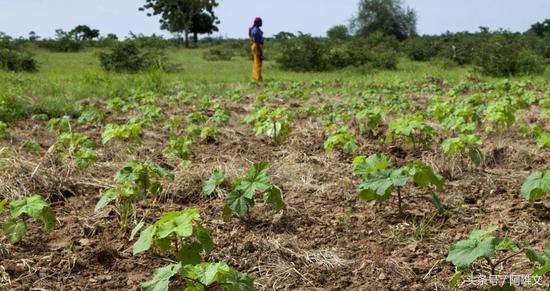 西非“女儿国”:男人用可乐果求亲能娶多个妻子