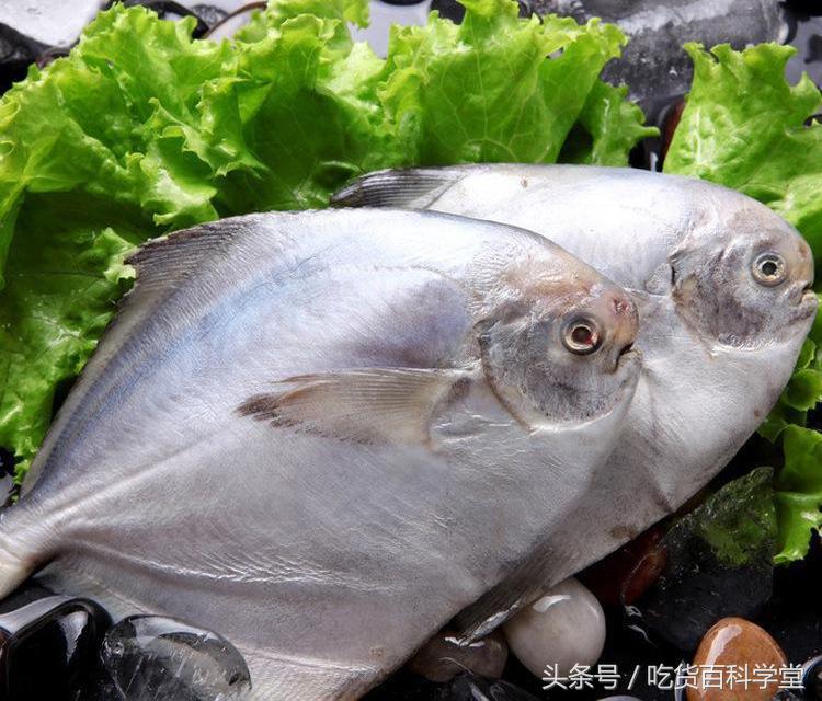 不带刺的小海鱼有哪些,无刺无鳞的小海鱼