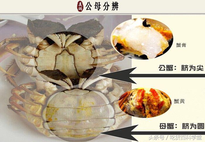 螃蟹怎么挑选公母,螃蟹的饲养过程中公母分养好吗