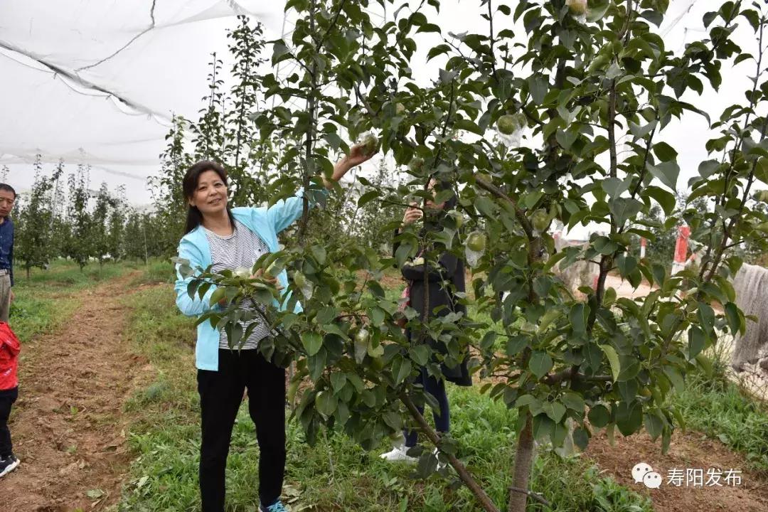 寿阳县富家沟梨儿熟了!又见梨果满枝头