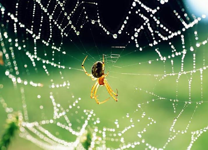 盘点世界上几种奇特的蜘蛛,蜘蛛为什么能把网织得这么好看