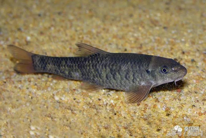 火遍全泰的这种“小鱼啃脚Spa”,你可知有多大健康风险?