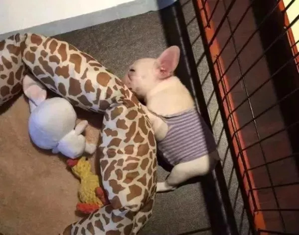 养狗必知的100条知识,24条养狗小知识都在这里了