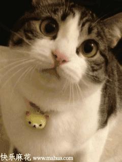 人们为什么瞧不起土猫?「科瑞卡科普」