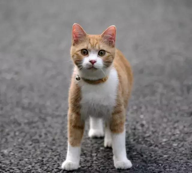 人们为什么瞧不起土猫?「科瑞卡科普」